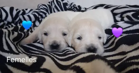 Golden Retriever  Collier Bleu Du Domaine Des Eurante 71c65