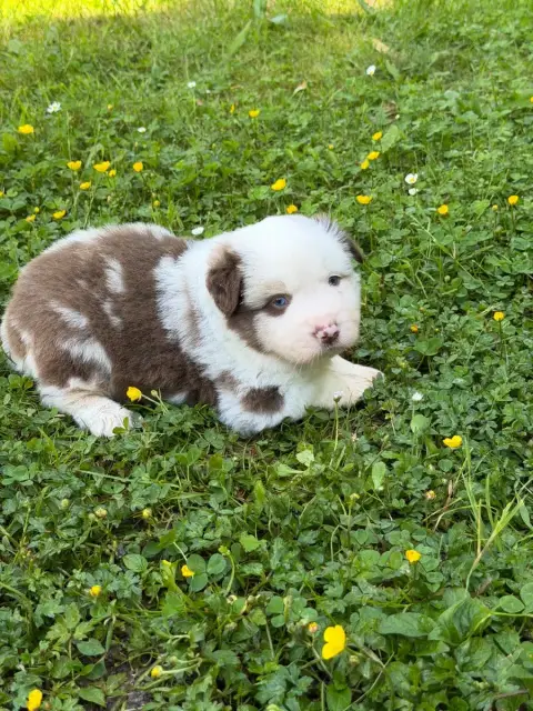 Berger Américain Miniature  Chiot N°2