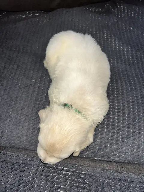 Golden Retriever  Vert Foncé