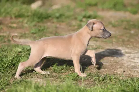 Whippet photo 2