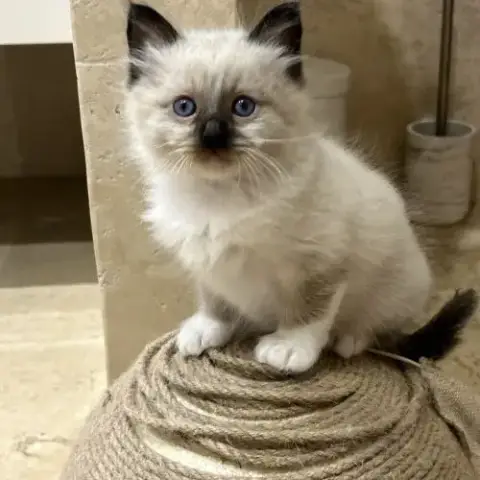 Chaton Sacré De Birmanie Loof