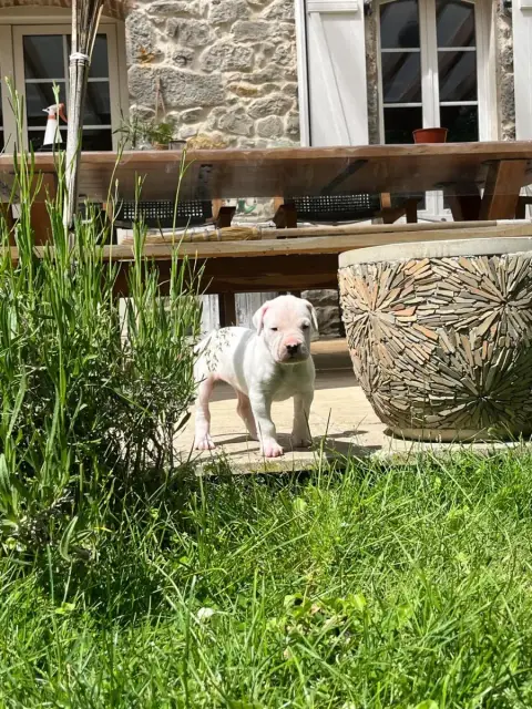 Dogo Argentino  Baila Tabajara Del Pampa photo 2