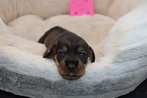 Teckel Poil Dur  Chiot N°6 Du Domaine Du Brame