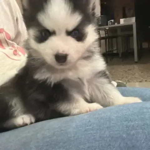 Chiots Mâles Et