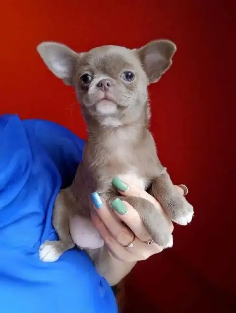 Chihuahua  Chiot N°4 Voxel Ux photo 3