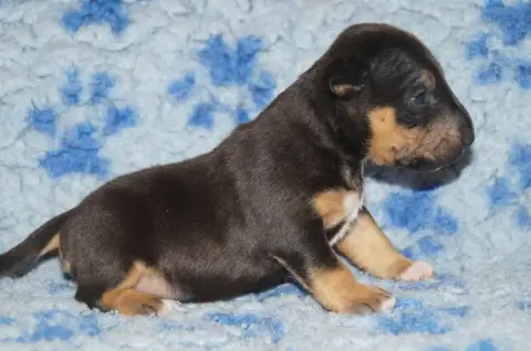 Bull Terrier Miniature  Chiot 1 Du Trésor Des Mines edf50 photo 2