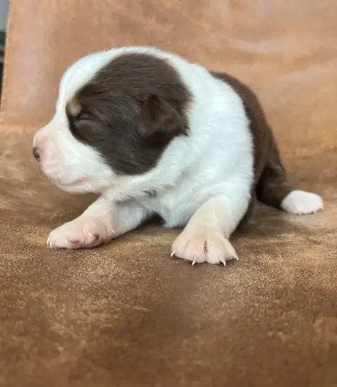 Berger Australien  Balou De La Vigne Des Opalheras