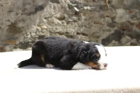Bouvier Bernois  Chiot 8 De La Vallée De L'Hyrome photo 2