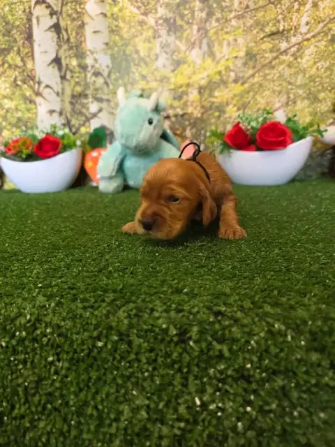 Cocker Spaniel Anglais  B........... Du Domaine De St 30a93
