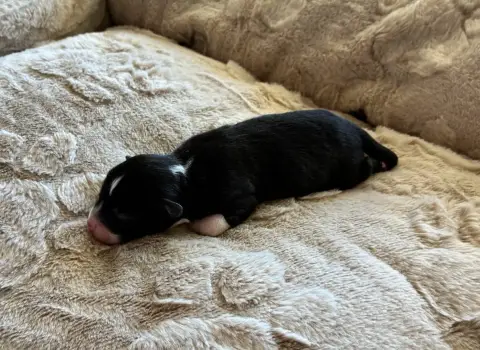 Berger Américain Miniature  Chiot 1 De La Bergerie D' 15cbd