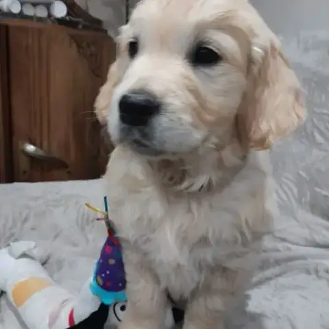 Chiot