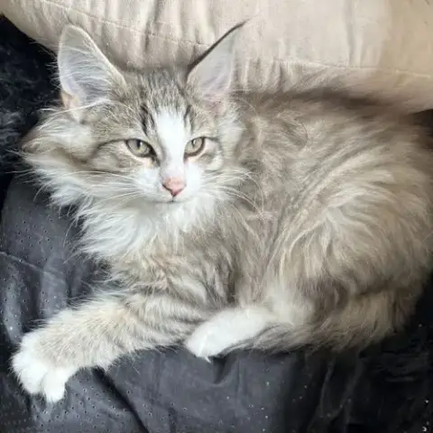 Adopter Chatons Norvégiens Disponibles