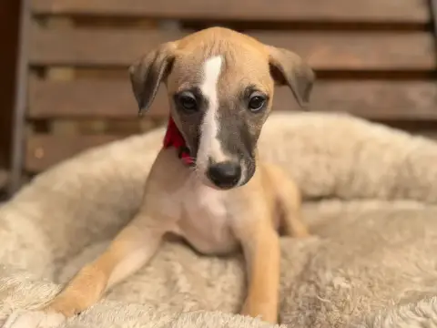 Whippet  Boris Du Cèdre Enchanté photo 2