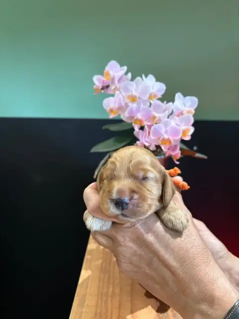 Cocker Spaniel Anglais  Collier Orange De La Constell 6c349 photo 2