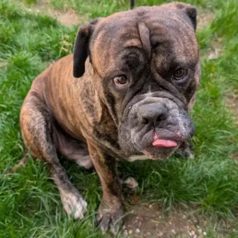 Chien Viking À L Adoption