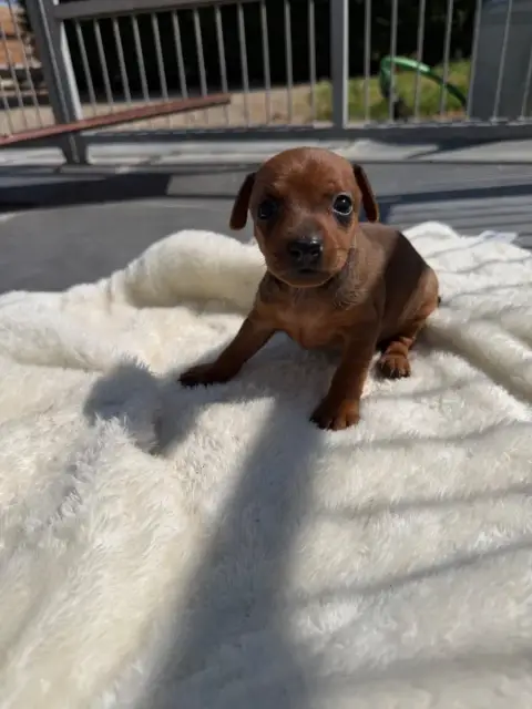 Pinscher Nain  Chiot N°1 photo 2