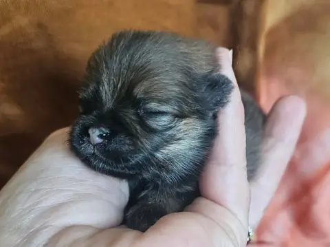 Spitz Allemand  Blue Moon Des Amours De Claya