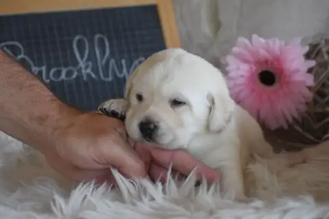 Labrador Retriever  Brooklyn Des Bories De Yakoubia b12f9 photo 2