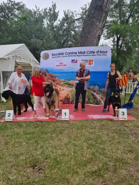 Rottweiler  Chiot 1 Der Wachter Von Vesta photo 3