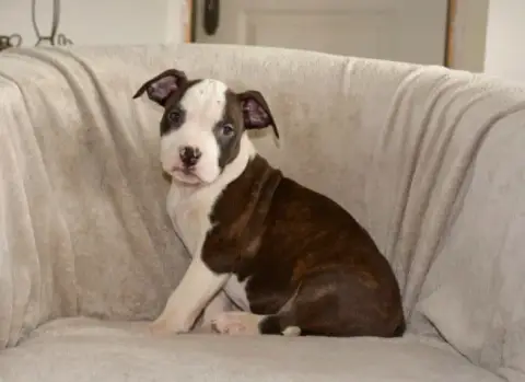 American Staffordshire Terrier  Baïko Ultimate Truth 6c9e0