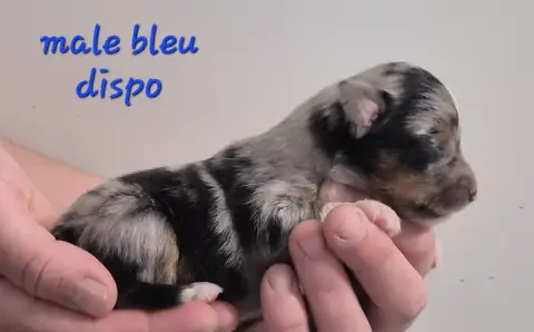 Berger Américain Miniature  Chiot N°1 Des Ecuries Du  3083f