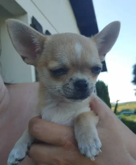 Chihuahua  Bobby De L'Arbre Des Batailles