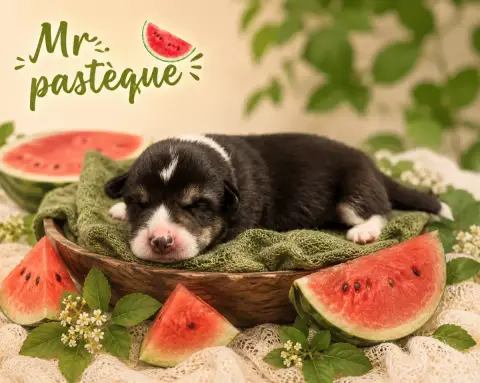 Welsh Corgi Pembroke  Mr Pastèque De L'Orée Du Royaum 666b1