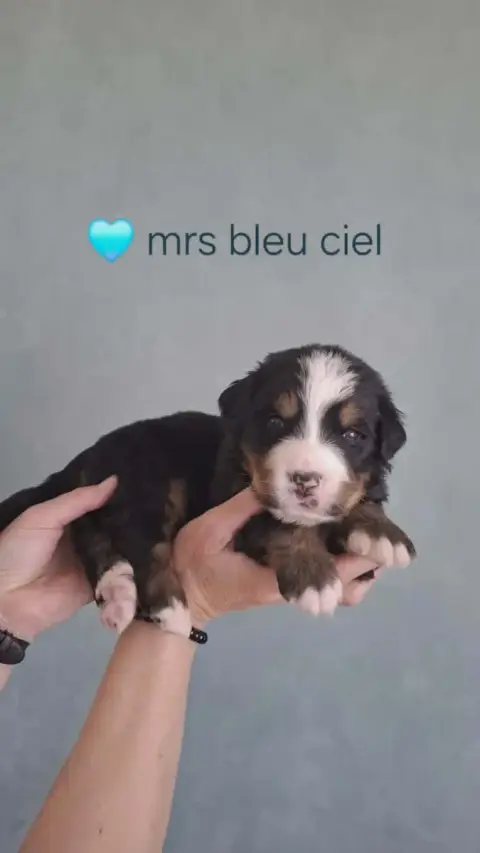 Bouvier Bernois  Mrs Bleu Ciel Du Domaine Dolysnow