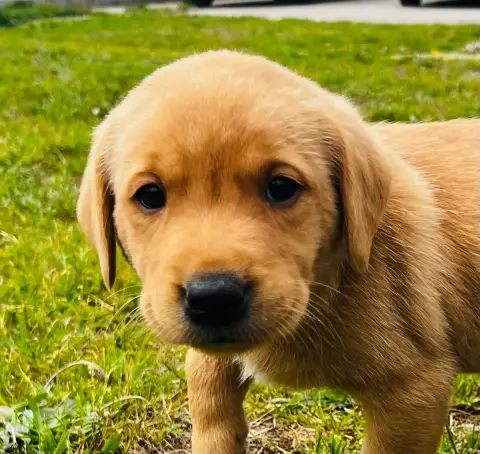 Labrador Retriever