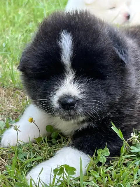 Akita  Chiot N°3 Des Dragons Du Soleil Levant