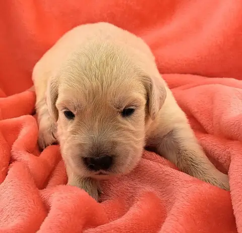 Golden Retriever  Betty photo 2