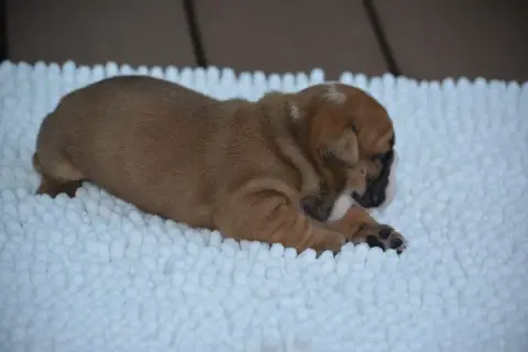 Bulldog Anglais photo 3