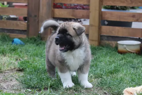 Akita Americain  Be The One Galadriel'S Angels photo 3