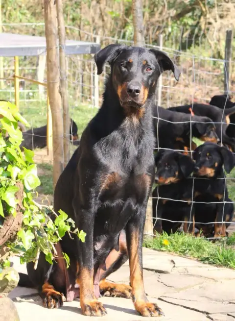Berger De Beauce  Chiot N°2 De Genevayse photo 2