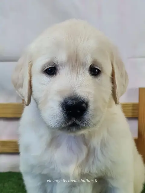 Golden Retriever  Belladone Du Mont De La Chenaie