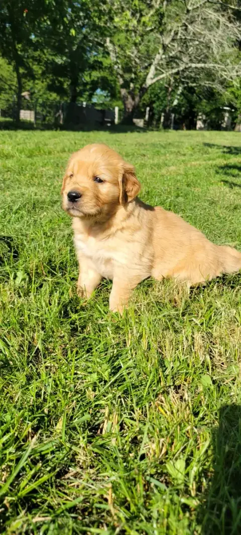 Golden Retriever  B.... Des Molosses De Timoulys
