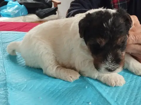 Fox Terrier Poil Dur  Chiot 5 D'Hondrecoutre