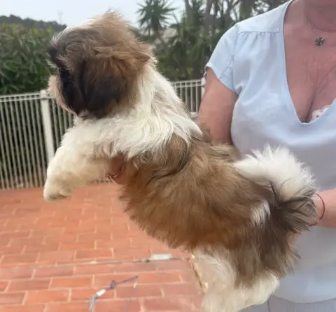 Shih Tzu  Balthazar Trésors De Tanhankara Des Trésors d26e3