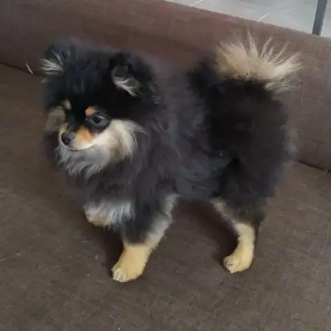 Chiots Spitz Lof