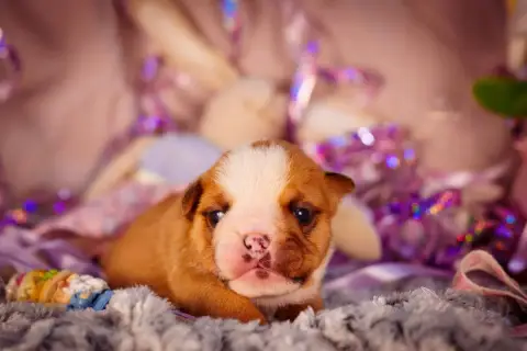 Bulldog Anglais  Born To Be Famous De La Lune Sombre 5876c