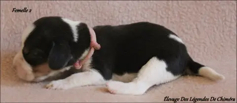 Beagle  Femelle 2 -