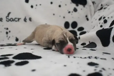 Whippet  Barbouille De La Truffe Sacrée photo 2