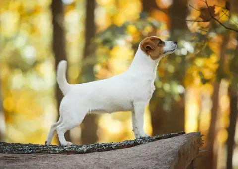 Jack Russell Terrier  Chiot 1 Du Clos D'Allinge photo 3