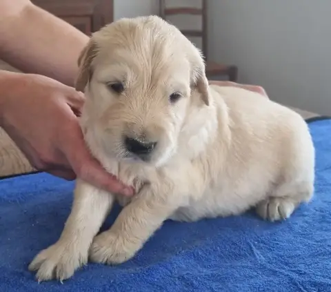 Golden Retriever  Chiot N°3 Des Hirondelles Du Voyage 5bf05 photo 2