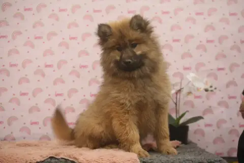 Eurasier  Lilas Du Royaume D'Ebène