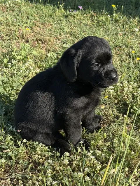 Labrador Retriever  Chiot N°3 Du Clos Du Barrian