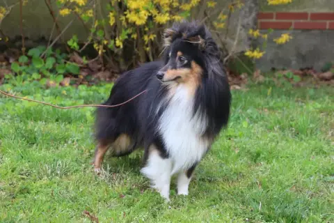 Shetland Sheepdog photo 3
