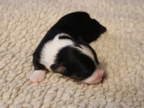 Berger Américain Miniature  Chiot N°4 Du Clos D'Arleq 883df photo 3