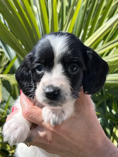English Springer Spaniel  Chiot N°6 De Torlhak