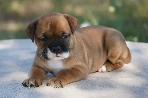 Bulldog Continental 
                        Chiot N° b54e2 photo 2